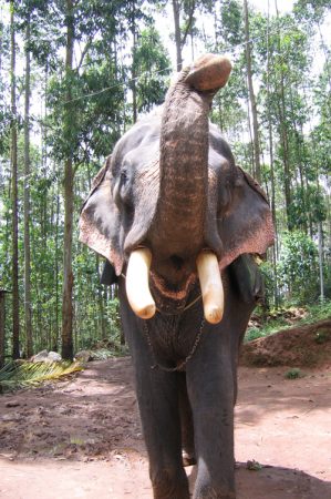 Munnar Elephant