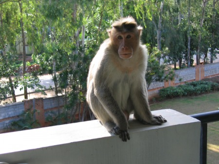 Monkey on my balcony