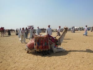 Camel Rides at the Egyptian Pyramids