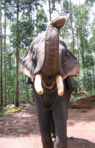Elephant in Munnar India
