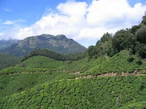Munnar Tea Fields