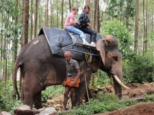 Elephant Ride in Munnar while enjoying my International Teaching Experience