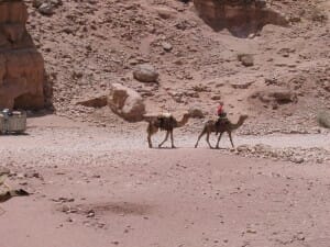 Camels at Petra, Jordan