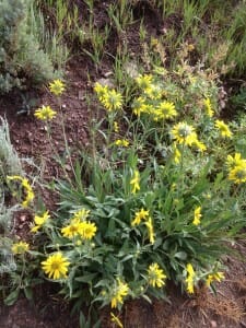 Colorado Wild Flowers