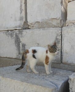 Ephesus cat walking aimlessly