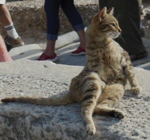 Cat Sitting Alert at Ephesus
