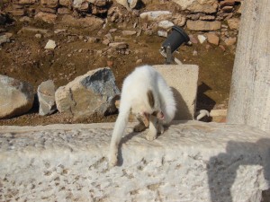 Cat Scurrying Away at Ephesus