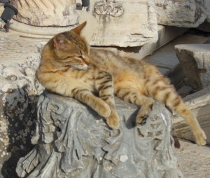 Cat lounging at Ephesus, Kusadasi,Turkey 2012