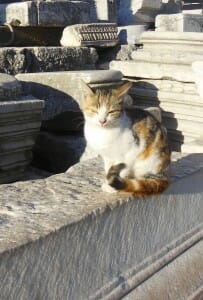 Cat Posing at Ephesus