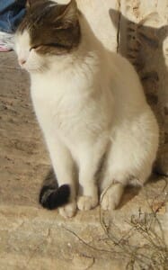 Cat Sitting Erect at Ephesus