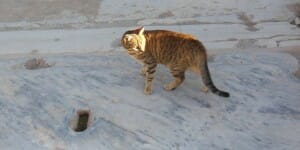 Ephesus Cat #3
