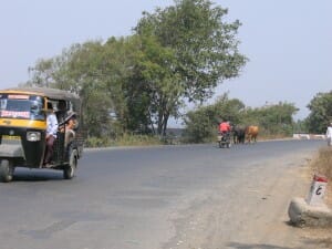 Cows sharing roadway outside Pune