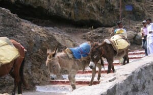 Donkeys at Sinhagad