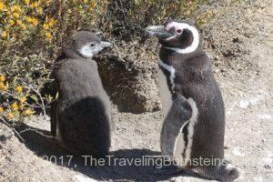 2 Magellanic Penguins at El Pedral Lodge in Puerto Madryn, Argentina