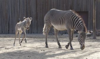Zebras at the Denver Zoo