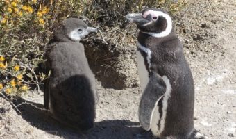Magellanic penguins in Puerto Madryn, Argentina,