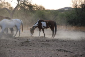 horses at rancho de la osa in Arizona