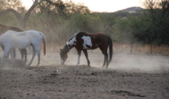 horses at rancho de la osa in Arizona
